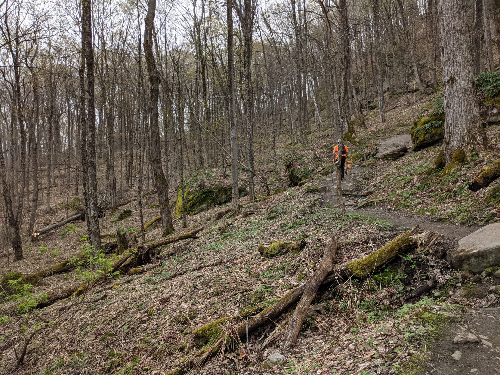 Trees and trail.jpg